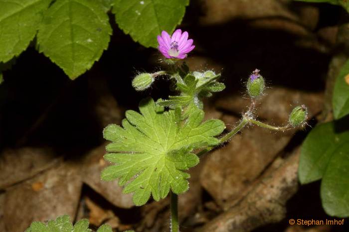 Geranium molle