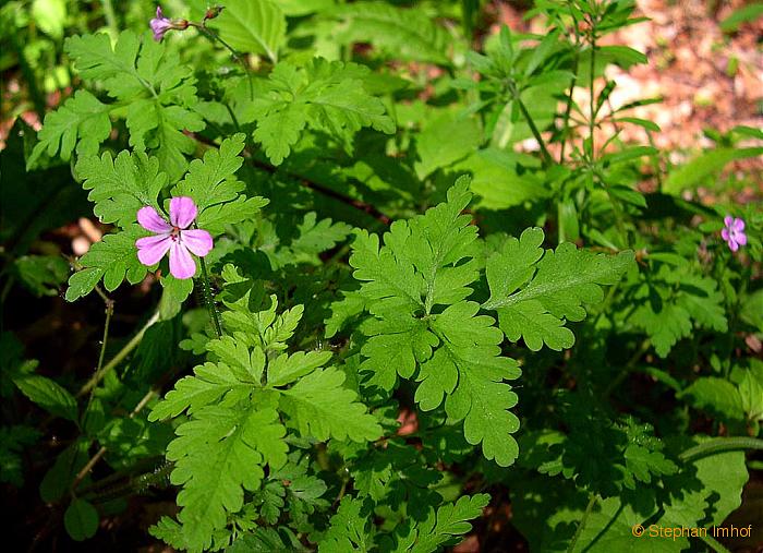 Geranium robertianum