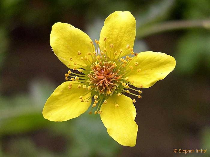 Geum urbanum, Blte