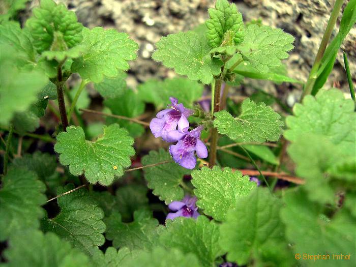 Glechoma hederacea