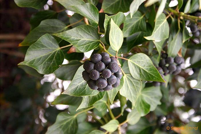 Hedera helix, Frucht