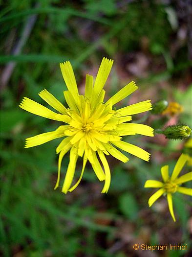 Hieracium murorum, Bltenkopf