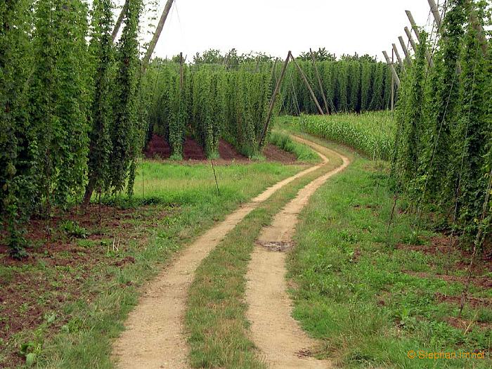 Humulus lupulus, Feldanbau