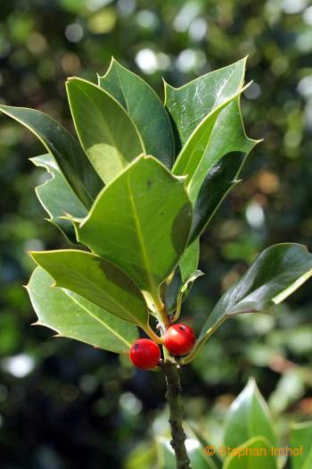 Ilex aquifolium, Blatt und Früchte