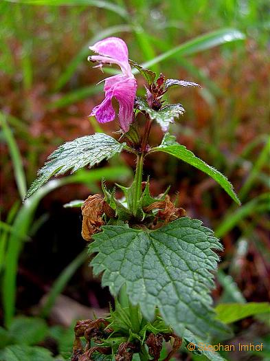 Lamium maculatum