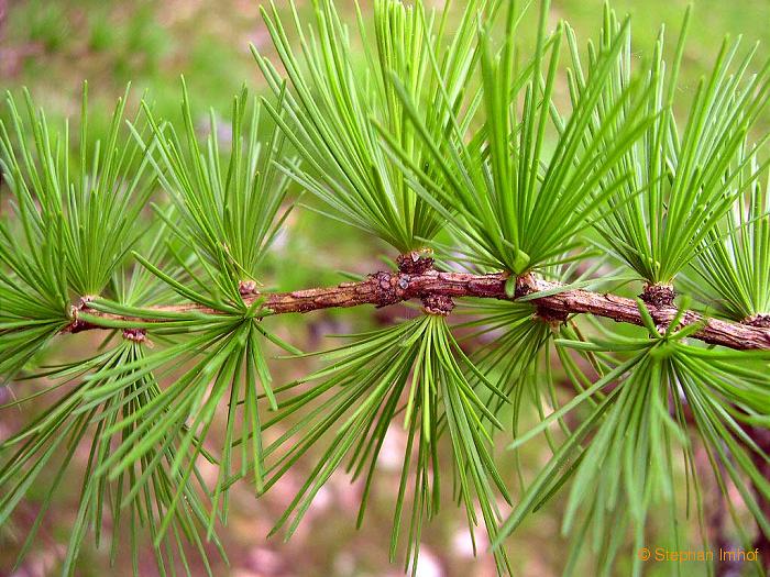 Larix decidua, Nadeln