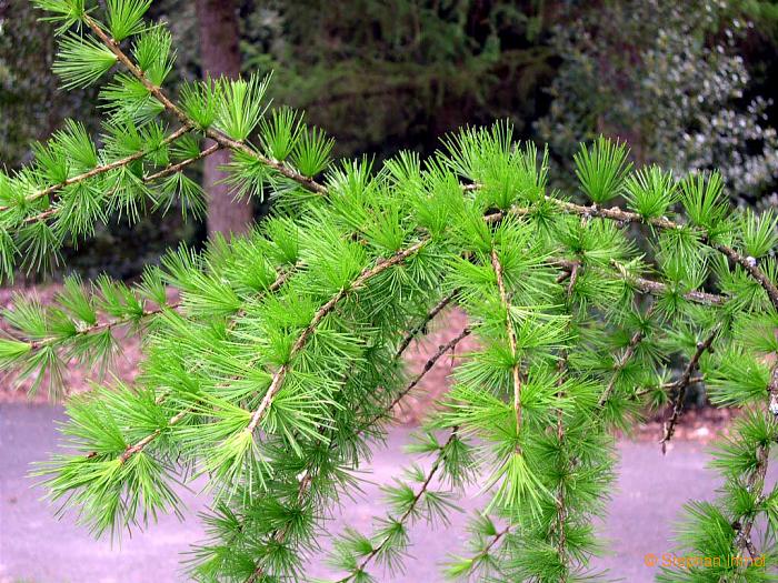 Humulus lupulus, Feldanbau