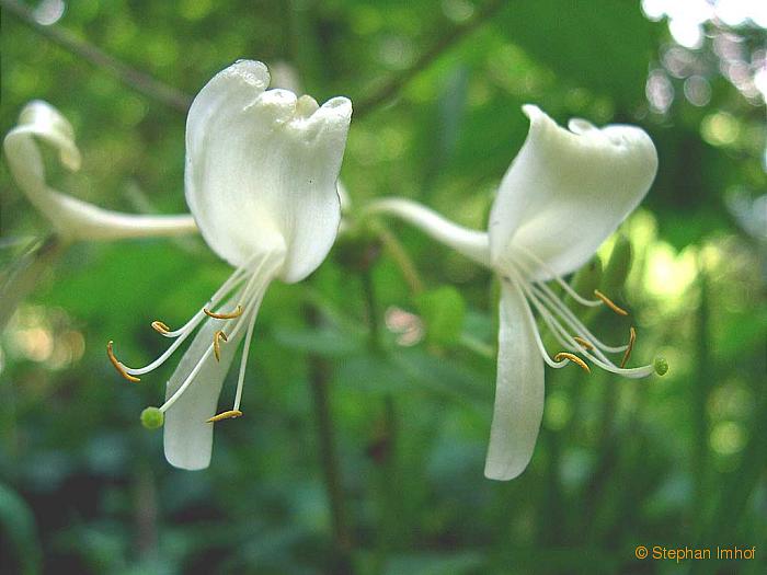 Lonicera periclymenum