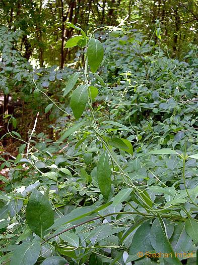 Lonicera periclymenum, Sprosse