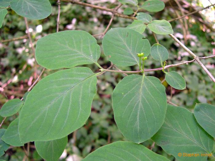 Lonicera xylosteum, Blatt