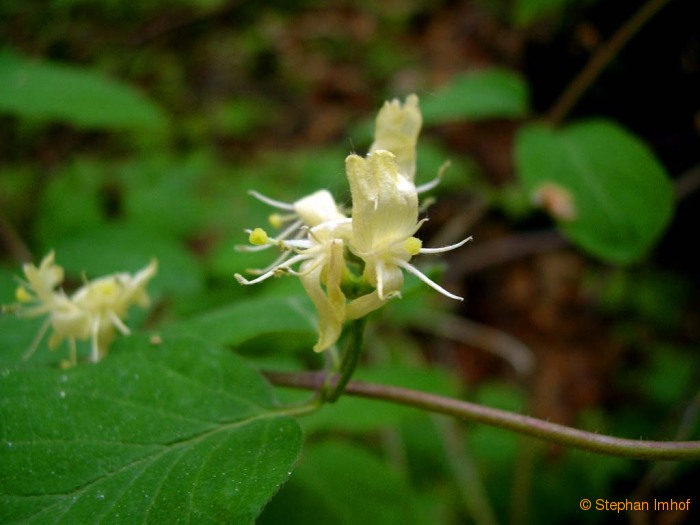 Lonicera xylosteum, Blüte