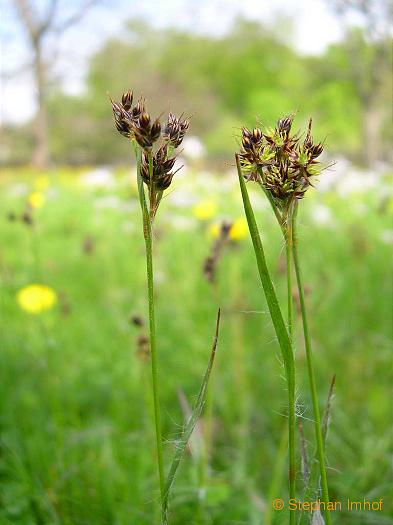 Luzula campestris