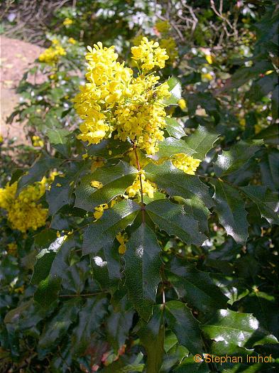 Mahonia aquifolium