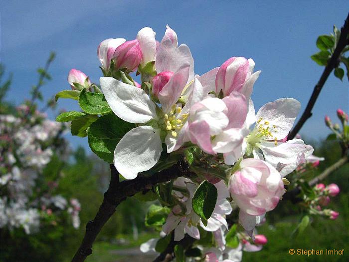 Malus domestica, Blüte