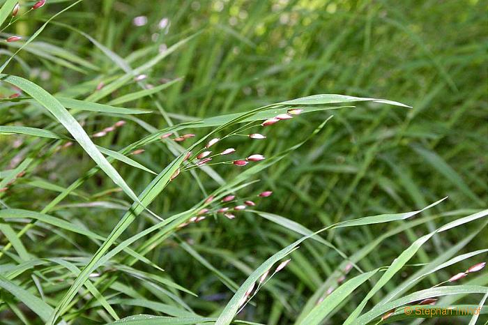 Melica uniflora