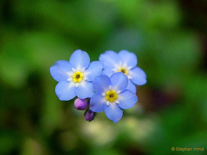 Myosotis sylvatica