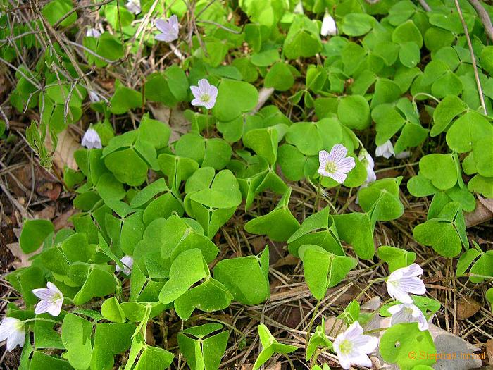 Oxalis acetosella