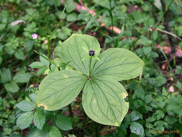 Paris quadrifolia, Frucht