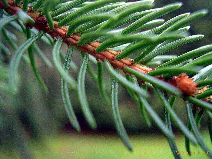 Picea abies, Nadeln