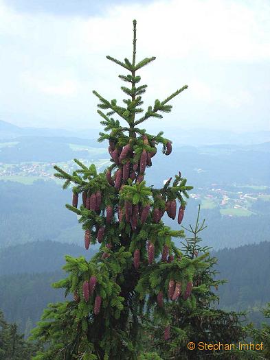 Picea abies, Baumspitze