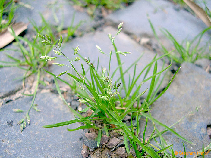 Myosotis sylvatica