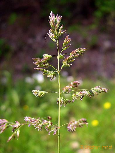 Poa pratensis