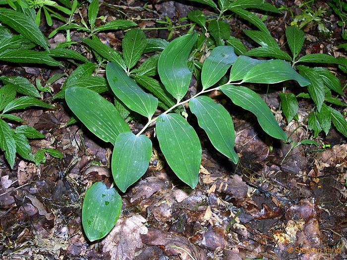 Polygonatum multiflorum