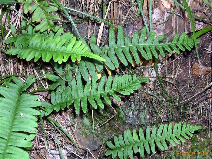 Polypodium vulgare