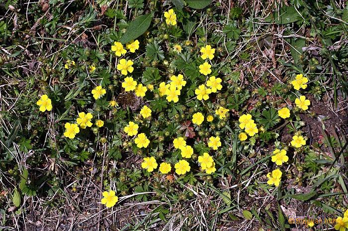 Potentilla neumanniana