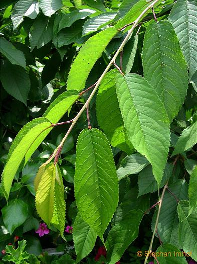 Mahonia aquifolium