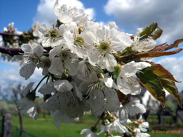 Prunus avium, Blte