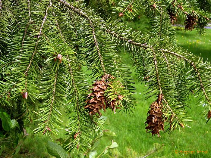 Pseudotsuga menziesii