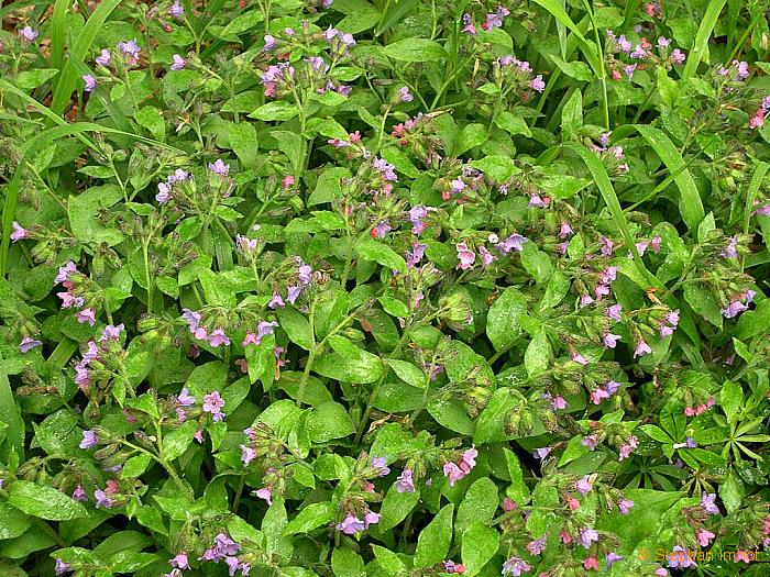 Pulmonaria officinalis