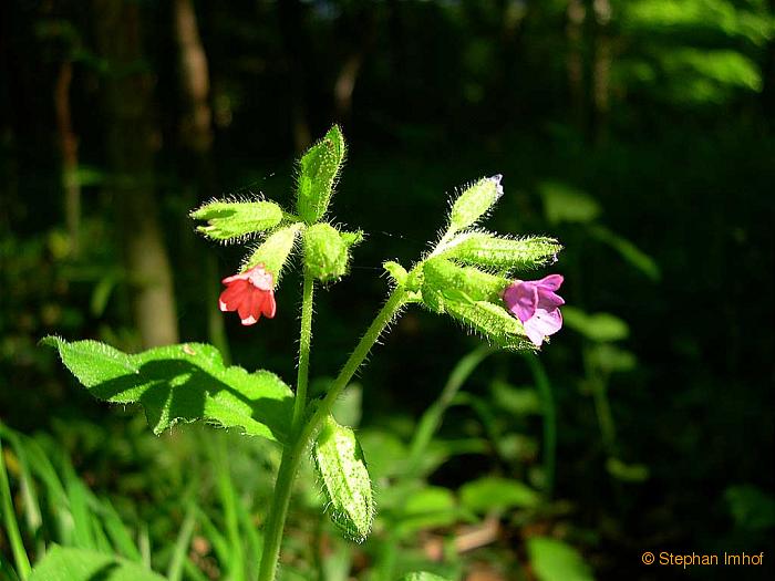 Pulmonaria officinalis,, Blten