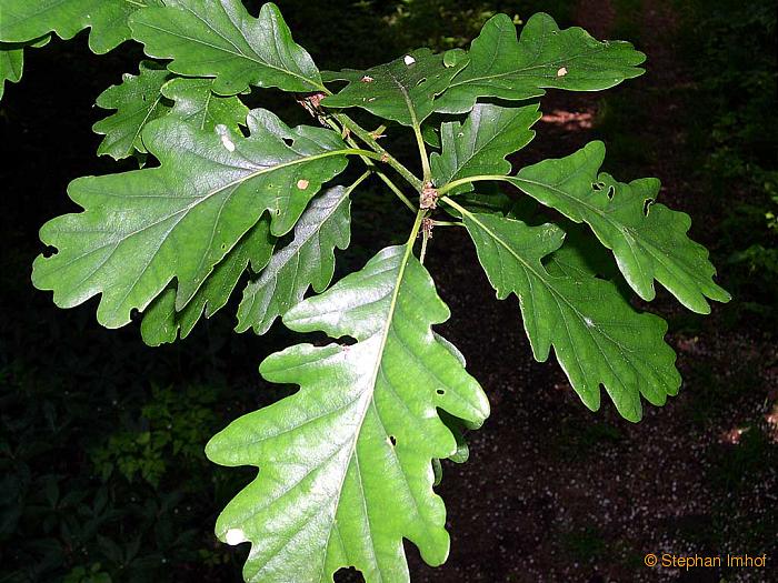 Quercus petraea