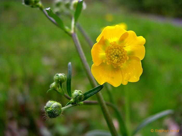 Ranunculus acris