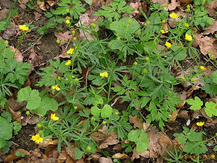 Ranunculus auricomus