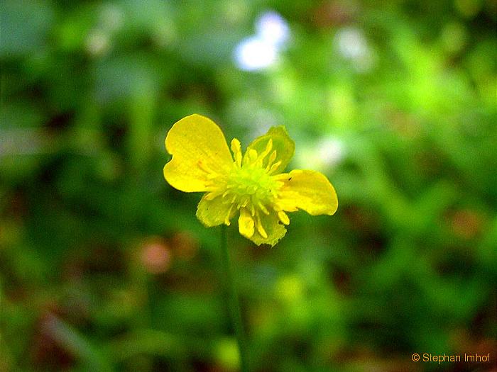 Ranunculus auricomus, Blte