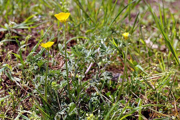 Ranunculus bulbosus