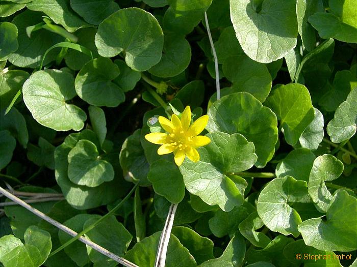 Ranunculus ficaria