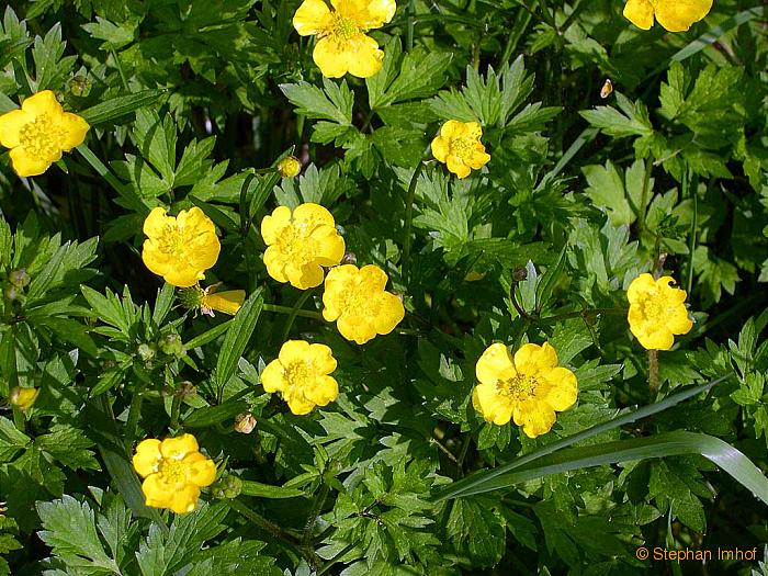 Ranunculus repens