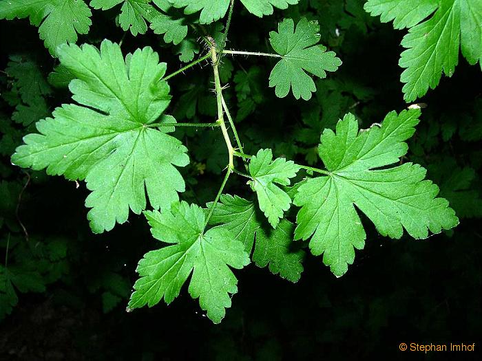 Ribes uva-crispa