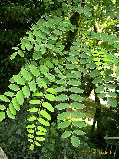 Robinia pseudoacacia, Blatt