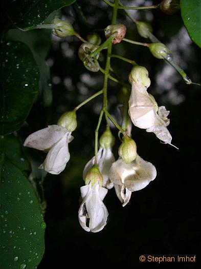 Robinia pseudoacacia, Blte