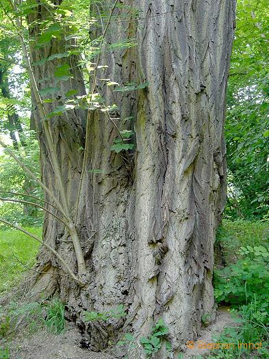 Robinia pseudoacacia, Blatt