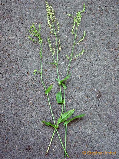 Rumex acetosa