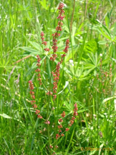 Rumex acetosa, Bltenstand