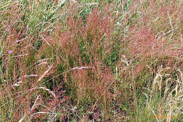 Rumex acetosella