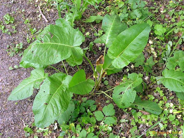 Rumex obtusifolius