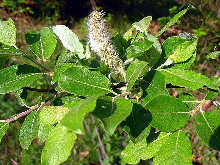 Salix caprea